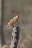 Northern Cardinal, Cardinalis cardinalis