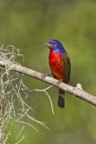 Painted Bunting,  Passerina ciris