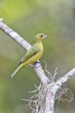 Painted Bunting,  Passerina ciris