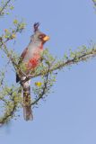 Pyrrhuloxia, Cardinalis sinuatus