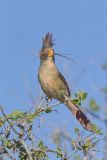 Pyrrhuloxia, Cardinalis sinuatus