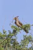 Pyrrhuloxia, Cardinalis sinuatus