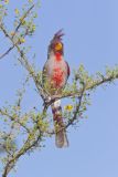 Pyrrhuloxia, Cardinalis sinuatus