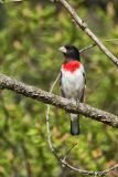 Rose-breasted Grosbeak, Pheucticus ludovicianus