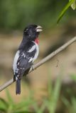 Rose-breasted Grosbeak, Pheucticus ludovicianus