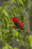 Scarlet Tanager, Piranga olivacea