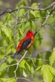Scarlet Tanager, Piranga olivacea