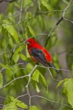 Scarlet Tanager, Piranga olivacea