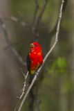 Scarlet Tanager, Piranga olivacea