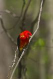 Scarlet Tanager, Piranga olivacea