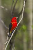 Scarlet Tanager, Piranga olivacea