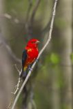 Scarlet Tanager, Piranga olivacea