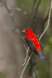Scarlet Tanager, Piranga olivacea