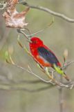 Scarlet Tanager, Piranga olivacea