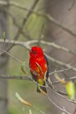 Scarlet Tanager, Piranga olivacea