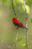 Scarlet Tanager, Piranga olivacea
