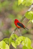 Scarlet Tanager, Piranga olivacea