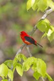 Scarlet Tanager, Piranga olivacea