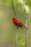 Scarlet Tanager, Piranga olivacea
