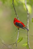 Scarlet Tanager, Piranga olivacea