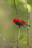 Scarlet Tanager, Piranga olivacea