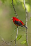 Scarlet Tanager, Piranga olivacea