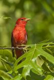 Summer Tanager, Piranga rubra