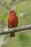 Summer Tanager, Piranga rubra