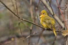 Summer Tanager, Piranga rubra