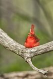 Summer Tanager, Piranga rubra