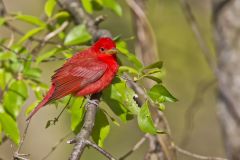 Summer Tanager, Piranga rubra