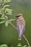 Cedar Waxwing, Bombycilla cedrorum