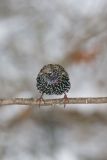 European Starling, Sturnus vulgaris