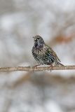 European Starling, Sturnus vulgaris