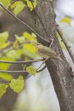 Worm-eating Warbler, Helmitheros vermivorum