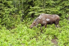 Moose, Alces alces