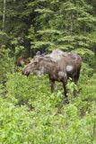 Moose, Alces alces