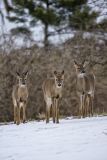 White-tailed Deer, Odocoileus virginianus