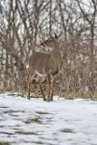 White-tailed Deer, Odocoileus virginianus