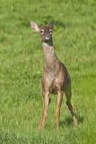 White-tailed Deer, Odocoileus virginianus