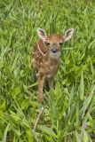 White-tailed Deer, Odocoileus virginianus