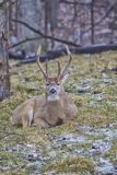 White-tailed Deer, Odocoileus virginianus
