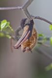 Common pipistrelle, Pipistrellus pipistrellus