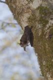 Little Brown Bat, Myotis lucifugus