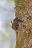 Little Brown Bat, Myotis lucifugus