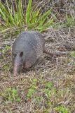 Nine-banded Armadillo, Dasypus novemcinctus