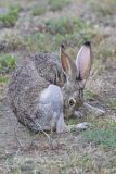 Black-tailed Jackrabbit, Lepus californicus