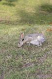 Black-tailed Jackrabbit, Lepus californicus