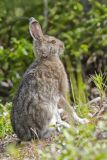 Snowshoe hare, Lepus americanus