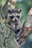 Raccoon, Procyon lotor
